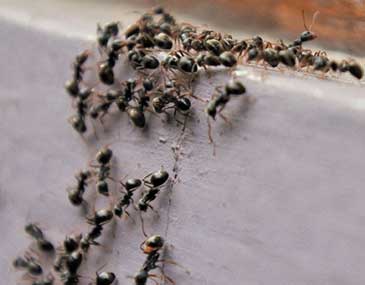 Ant pest control