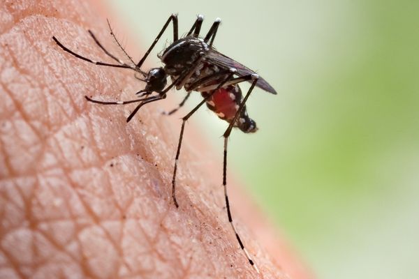 Mosquito control
