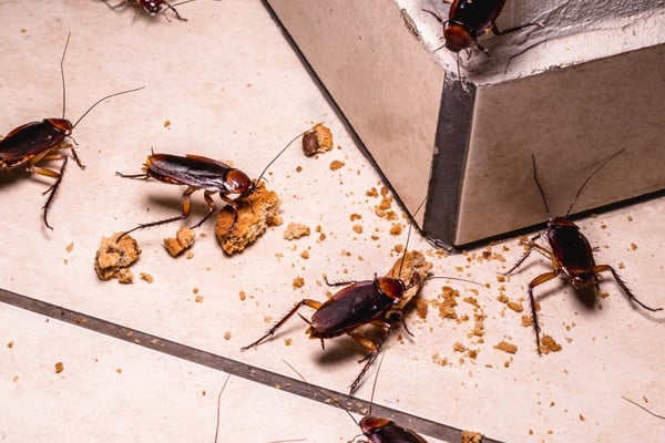 Cockroach pest control