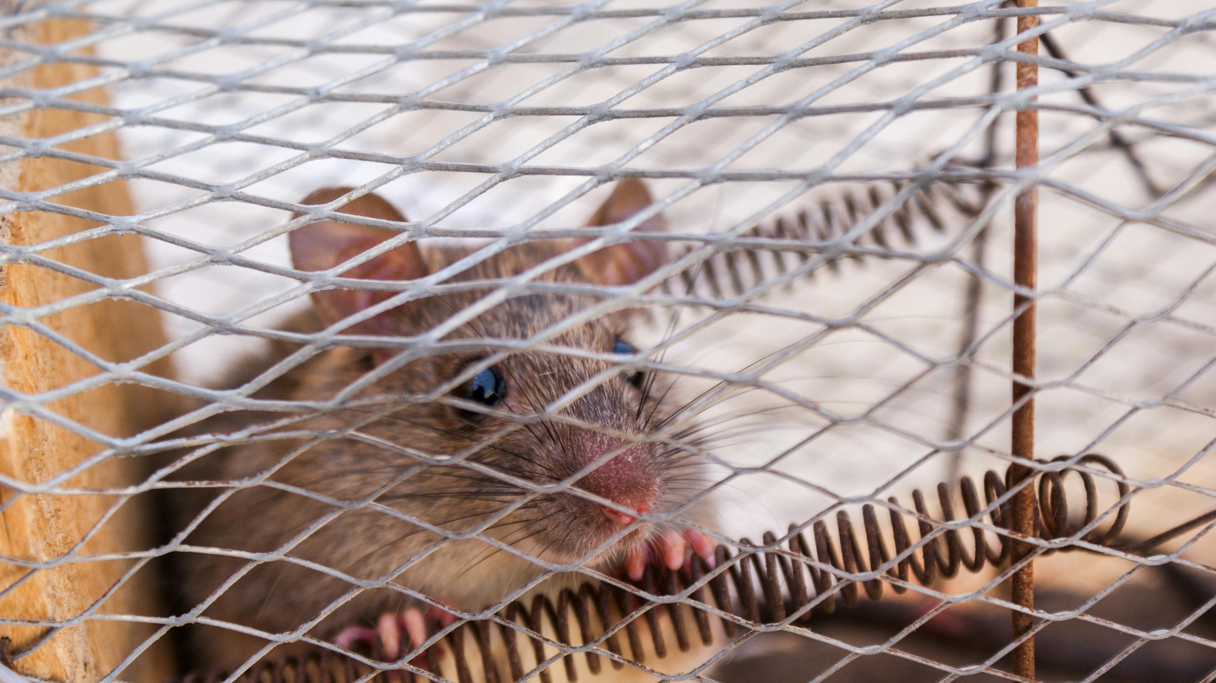 Rodent control