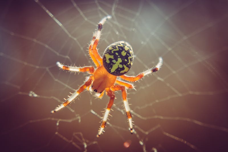 Spider pest control
